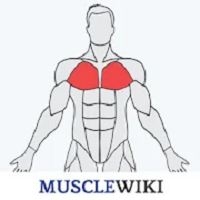 Musclewiki APK 2025